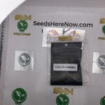 Dolato 41 (Feminized) – Archive Seed Bank | Vault Release