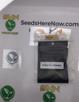 Dolato 41 (Feminized) – Archive Seed Bank | Vault Release