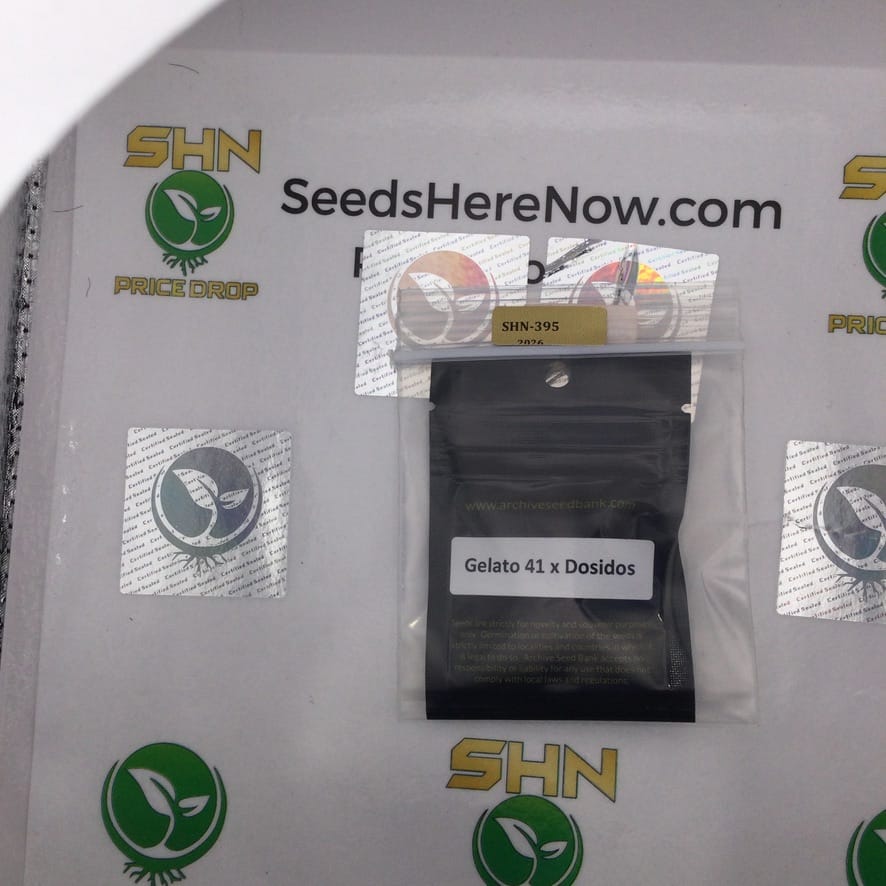 Dolato 41 (Feminized) – Archive Seed Bank | Vault Release