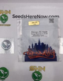 Mange A5 Haze (Regular) – Top Dawg Seeds | Vault Release