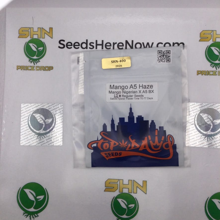 Mange A5 Haze (Regular) – Top Dawg Seeds | Vault Release
