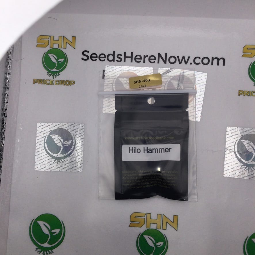 Hilo Hammer (Feminized) – Archive Seed Bank | Vault Release