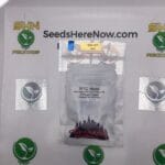 NYC Haze (Regular) – Top Dawg Seeds | Vault Release