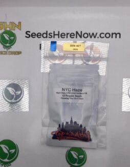 NYC Haze (Regular) – Top Dawg Seeds | Vault Release