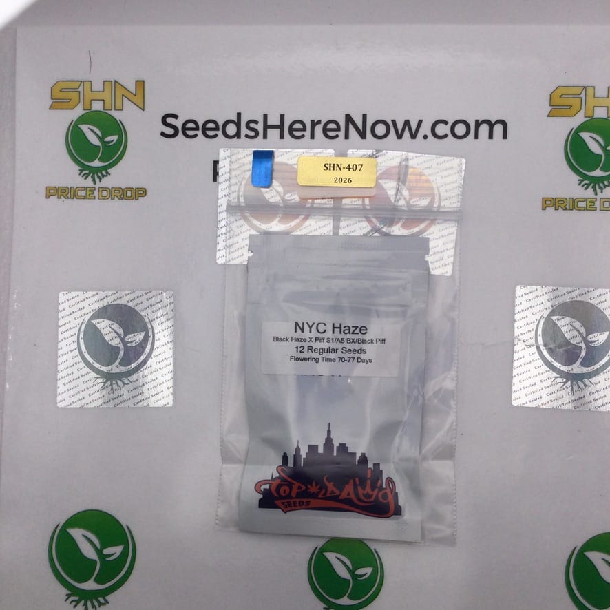 NYC Haze (Regular) – Top Dawg Seeds | Vault Release