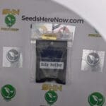 Holly Roller (Regular) – Archive Seed Bank | Vault Release