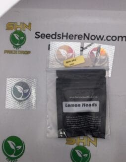 Lemon Heads (Regular) – Archive Seed Bank | Vault Release