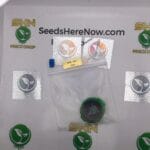 Musty Buffalo (Regular) – Exotic Genetix | Vault Release