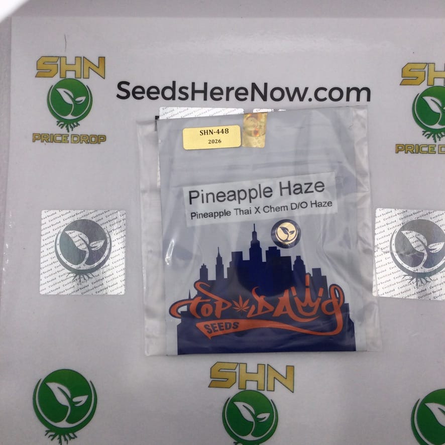 Pineapple Haze (Regular) – Top Dawg Seeds | Vault Release