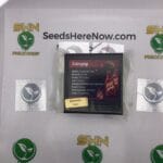 Astropop (Feminized) – Exotic Genetix | Vault Release