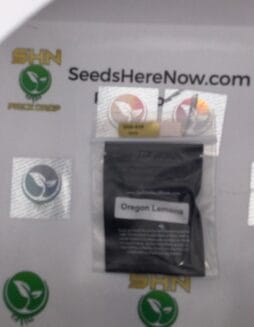 Oregon Lemons (Regular) – Archive Seed Bank | Vault Release