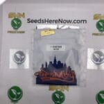 I-Sister (Regular) – Top Dawg Seeds | Vault Release