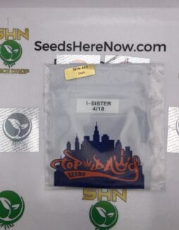 I(space)Sister (Regular) – Top Dawg Seeds | Vault Release