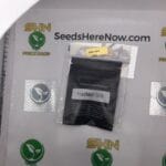 HazeMat OG (Regular) – Archive Seed Bank | Vault Release