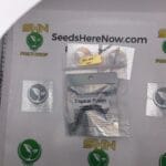 Tropical Fusion (Feminized) – Archive Seed Bank | Vault Release