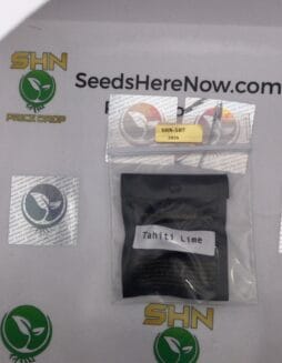 Tahiti Lime (Regular) – Archive Seed Bank | Vault Release