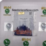 Strawberry Cough Haze (Regular) – Top Dawg Seeds | Vault Release