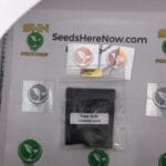 Rose Gold (Feminized) – Archive Seed Bank | Vault Release