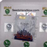 NYC Sour Chem (Regular) – Top Dawg Seeds | Vault Release