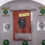 PB Lady (Regular) – Thug Pug Genetics | Vault Release