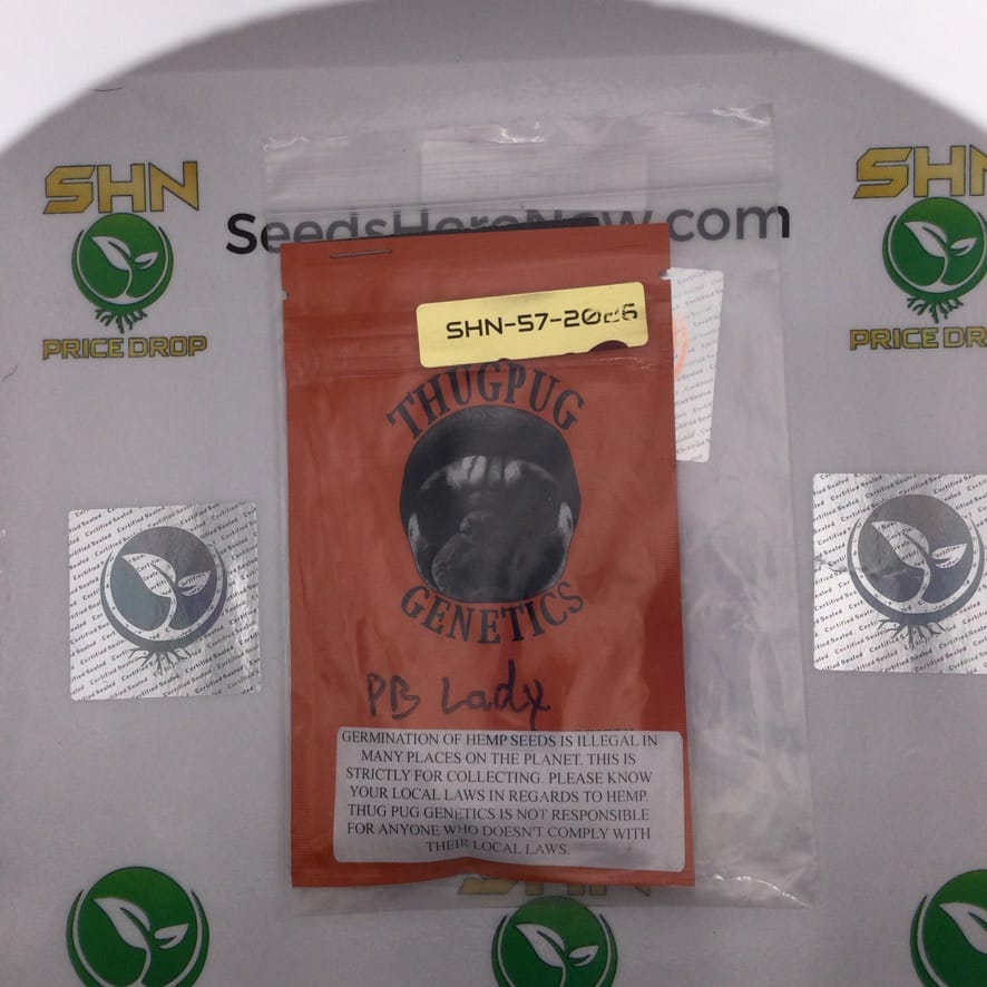 PB Lady (Regular) – Thug Pug Genetics | Vault Release