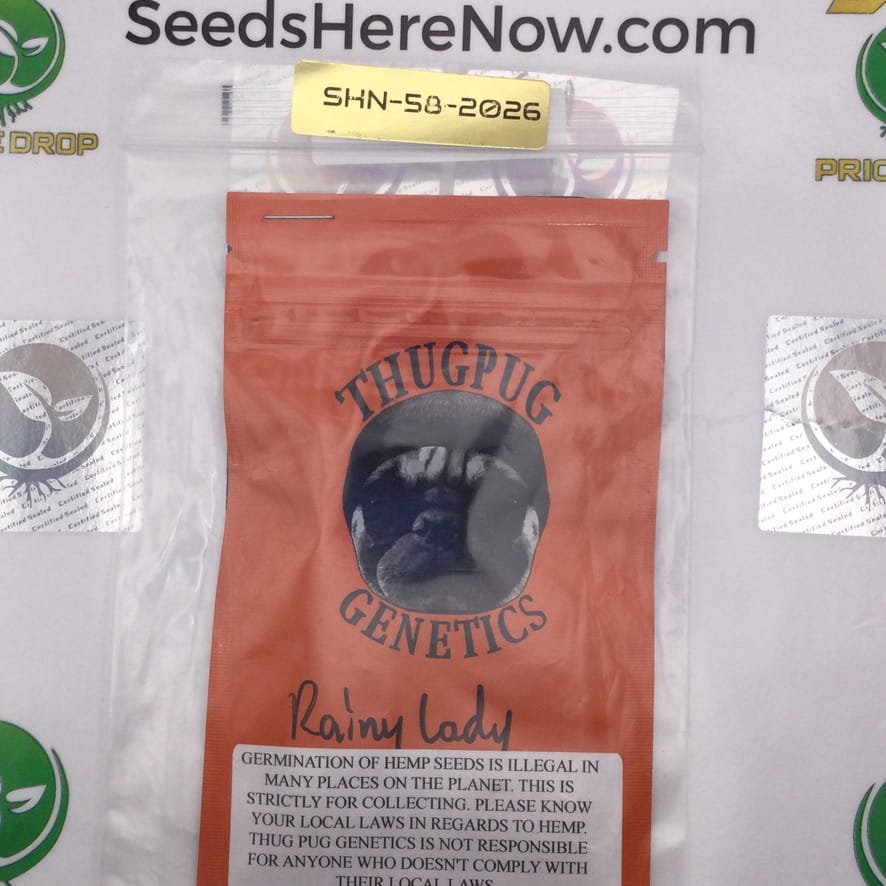 Rainy Lady (Regular) – Thug Pug Genetics | Vault Release
