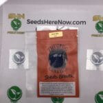 Sherb Breath (Regular) – Thug Pug Genetics | Vault Release