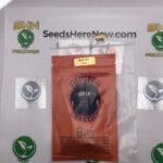 Billy (Regular) – Thug Pug Genetics | Vault Release