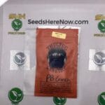 PB Crunch (Regular) – Thug Pug Genetics | Vault Release