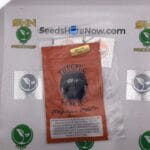 Michigan Mouth (Regular) – Thug Pug Genetics | Vault Release