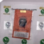 Cactus Breath (Regular) – Thug Pug Genetics | Vault Release