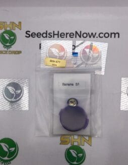 Banana S1 (Regular) – Thug Pug Genetics | Vault Release