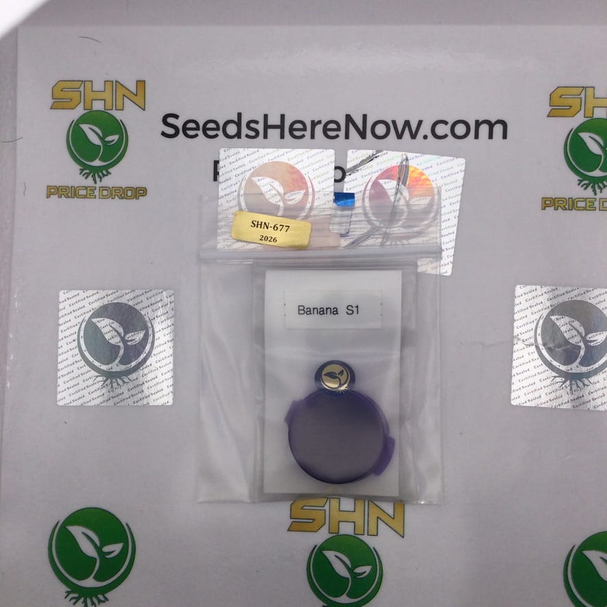 Banana S1 (Regular) – Thug Pug Genetics | Vault Release