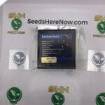 Rainbow Runtz (Regular) – Exotic Genetix | Vault Release