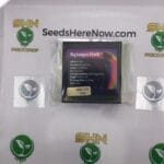 Big League Sherb (Feminized) – Exotic Genetix | Vault Release