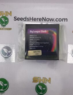 Big League Sherb (Feminized) – Exotic Genetix | Vault Release