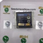 Kimbo Kush (Regular) – Exotic Genetix | Vault Release