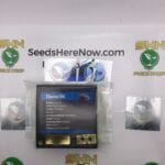 Elusive OG (Regular) – Exotic Genetix | Vault Release