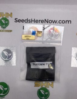 Slurricane F1 (Feminized) – Archive Seed Bank | Vault Release