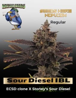 Sour Diesel IBL (Regular) (space) Katsu Seeds