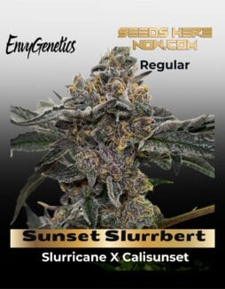 Sunset Slurrbert (Regular) (space) Envy Genetics