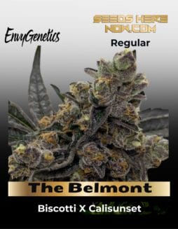 The Belmont (Regular) (space) Envy Genetics