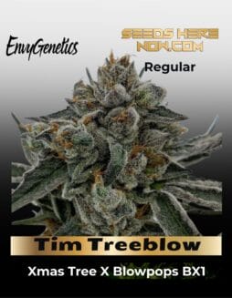 Tim Treeblow (Regular) (space) Envy Genetics