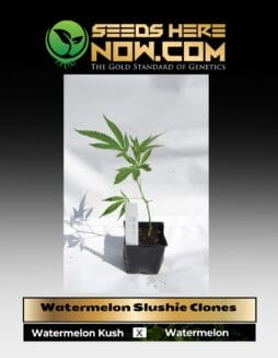 Watermelon Slushie  (clone) (space) ACC