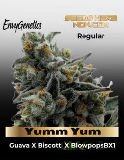 Yumm Yum (Regular) (space) Envy Genetics