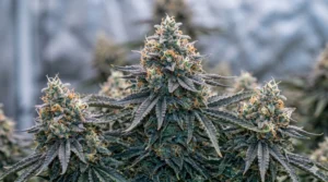 Berry White strain review