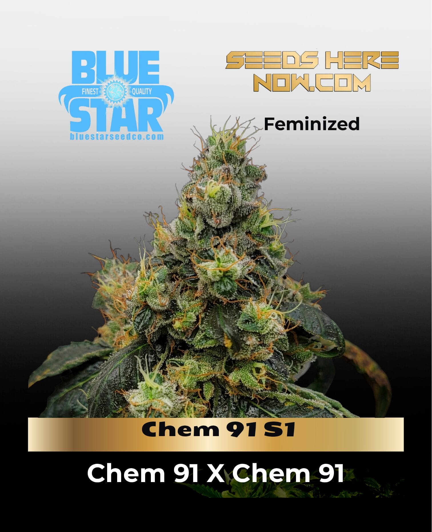 Chem 91 S1 (Feminized) (space) Blue Star seed Co