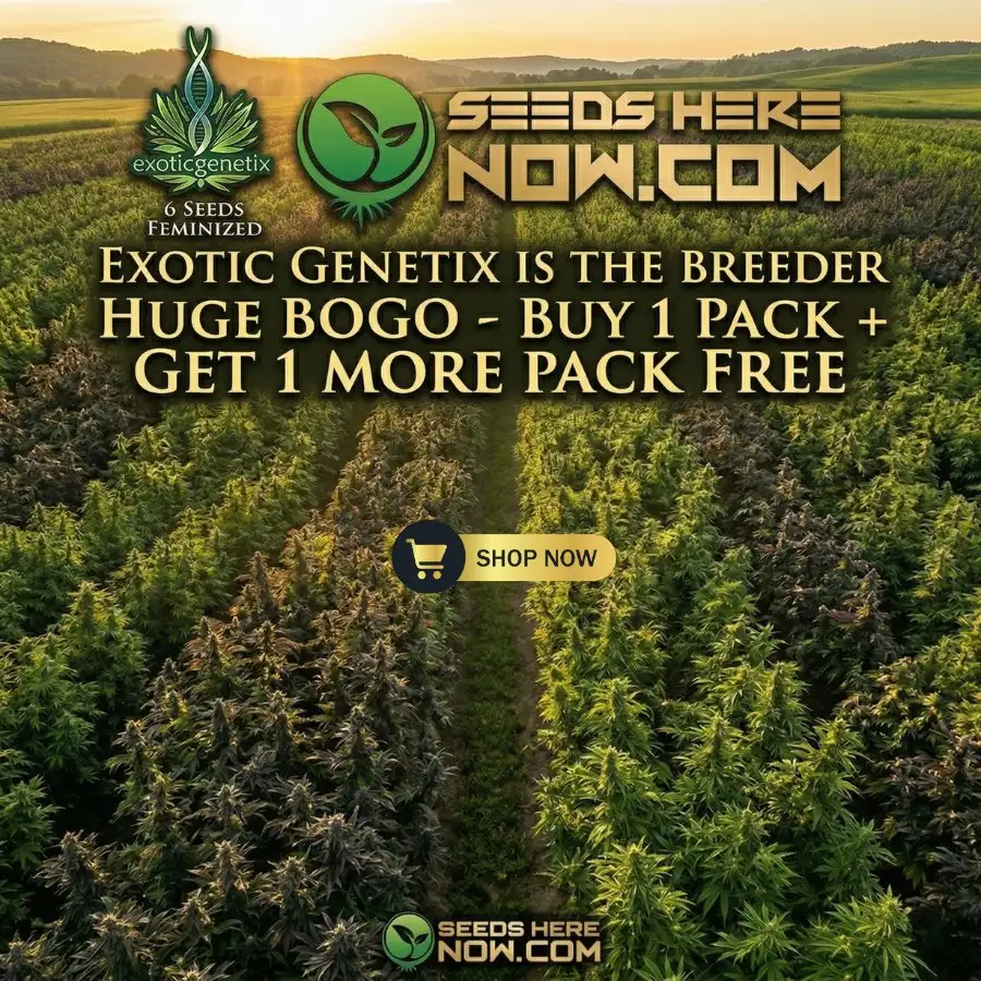 Autoflower Seeds Promotion