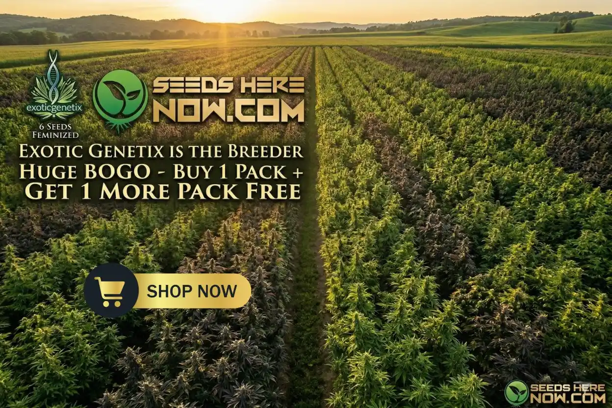 Autoflower Seeds Promotion