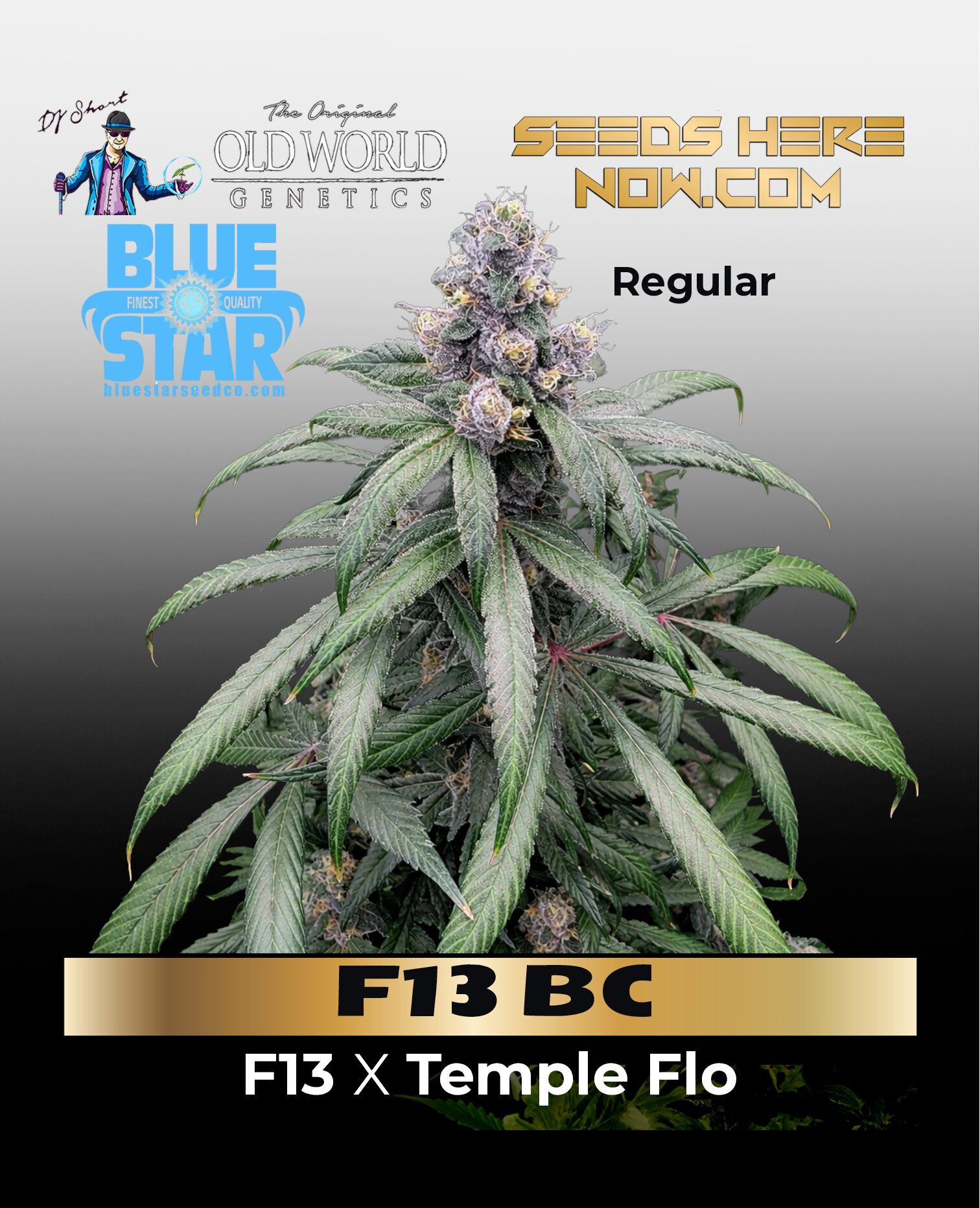 F13 BC (Regular) (space) BLUE STAR SEED CO/DJ Short